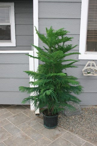 Household Plant